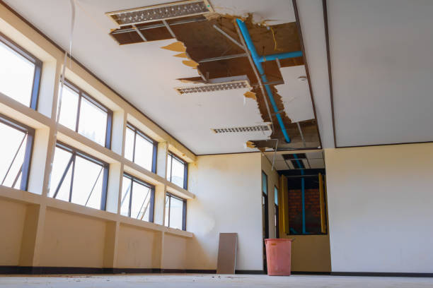 Best Mold removal after water damage  in Terville, WA